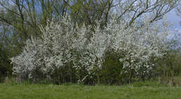 Image of Blackthorn