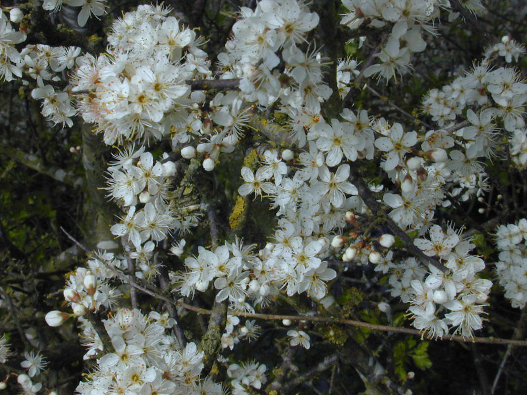 Image of Blackthorn