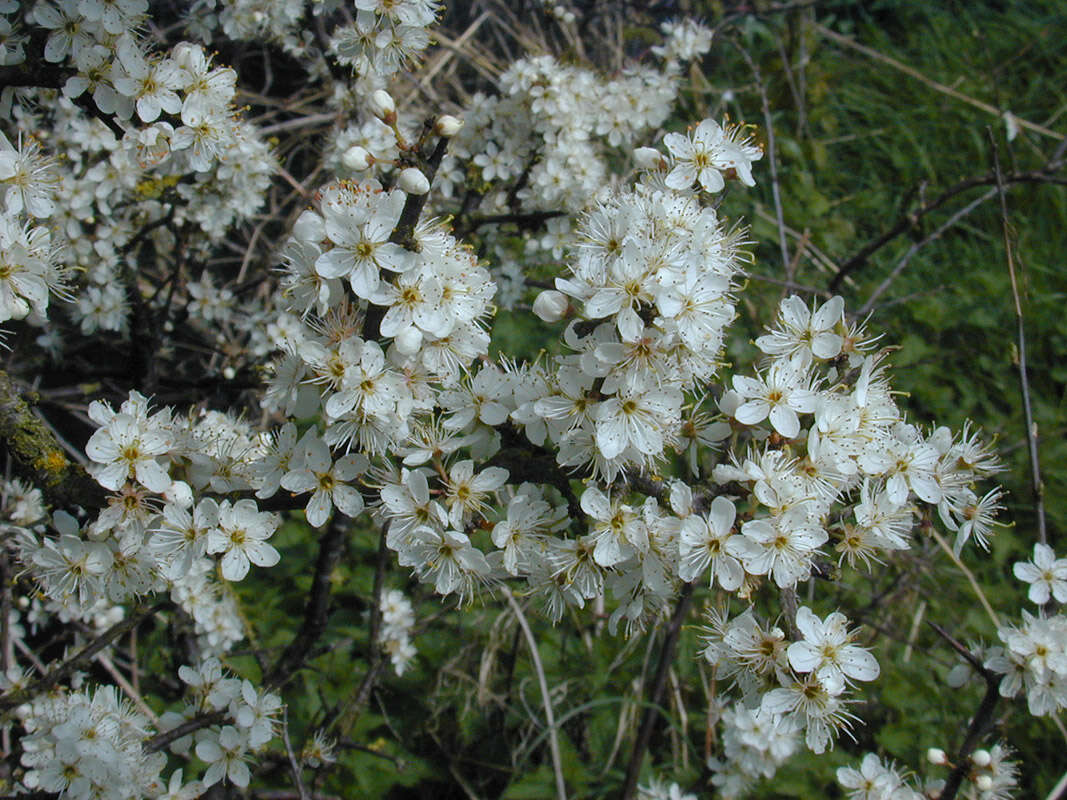 Image of Blackthorn