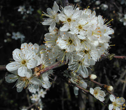 Image of Blackthorn