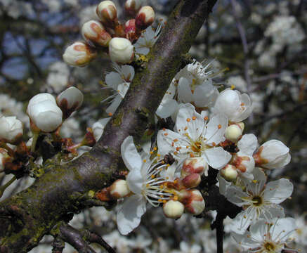 Image of Blackthorn