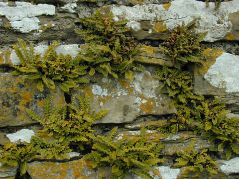 Image of Asplenium ceterach subsp. ceterach