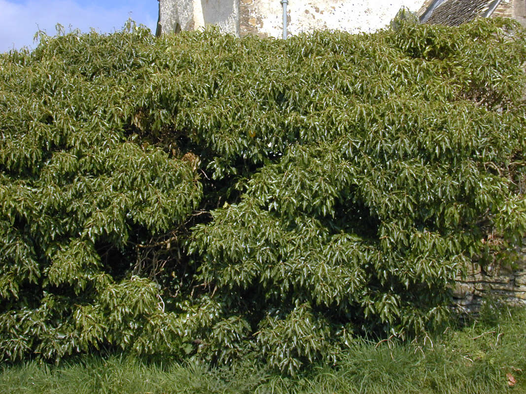 Image of Hedera helix f. helix