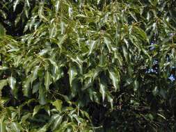 Image of Hedera helix f. helix