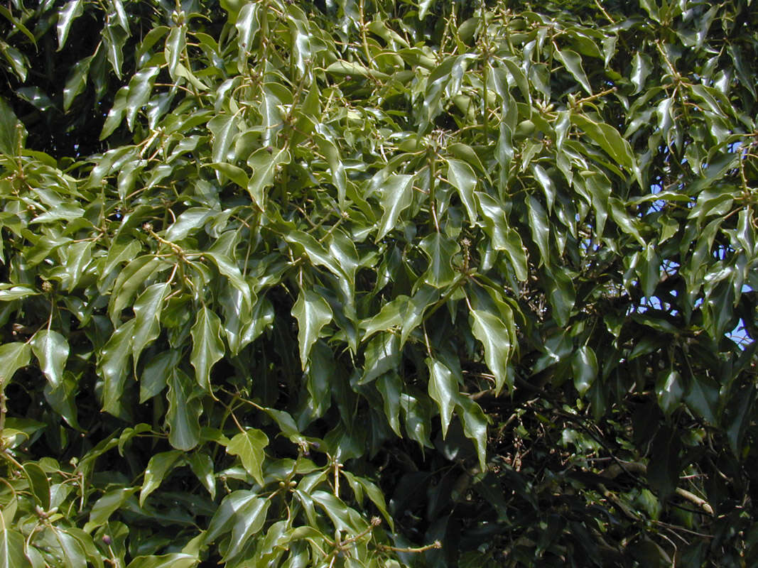 Image of Hedera helix f. helix