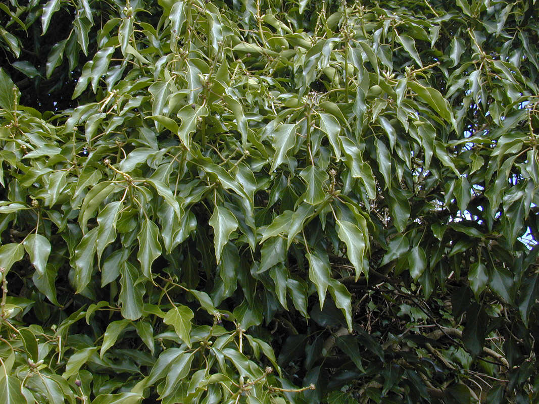 Image of Hedera helix f. helix