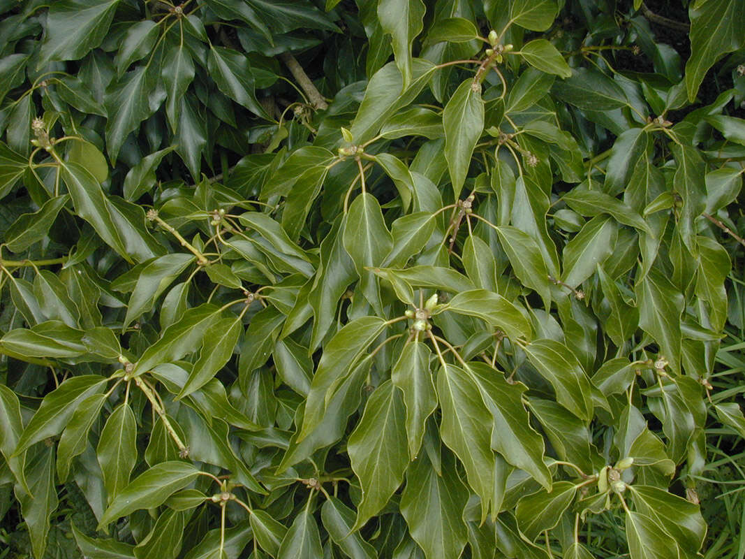 Image of Hedera helix f. helix