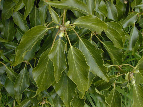 Image of Hedera helix f. helix