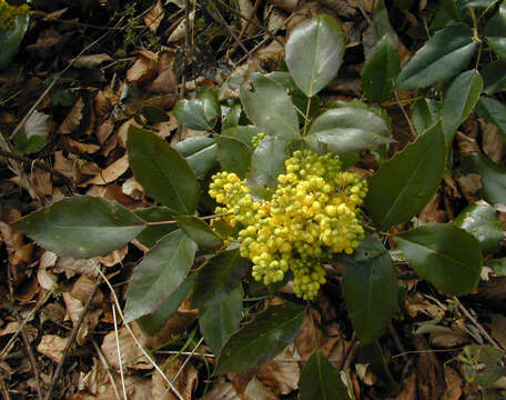 Image of Hollyleaved barberry