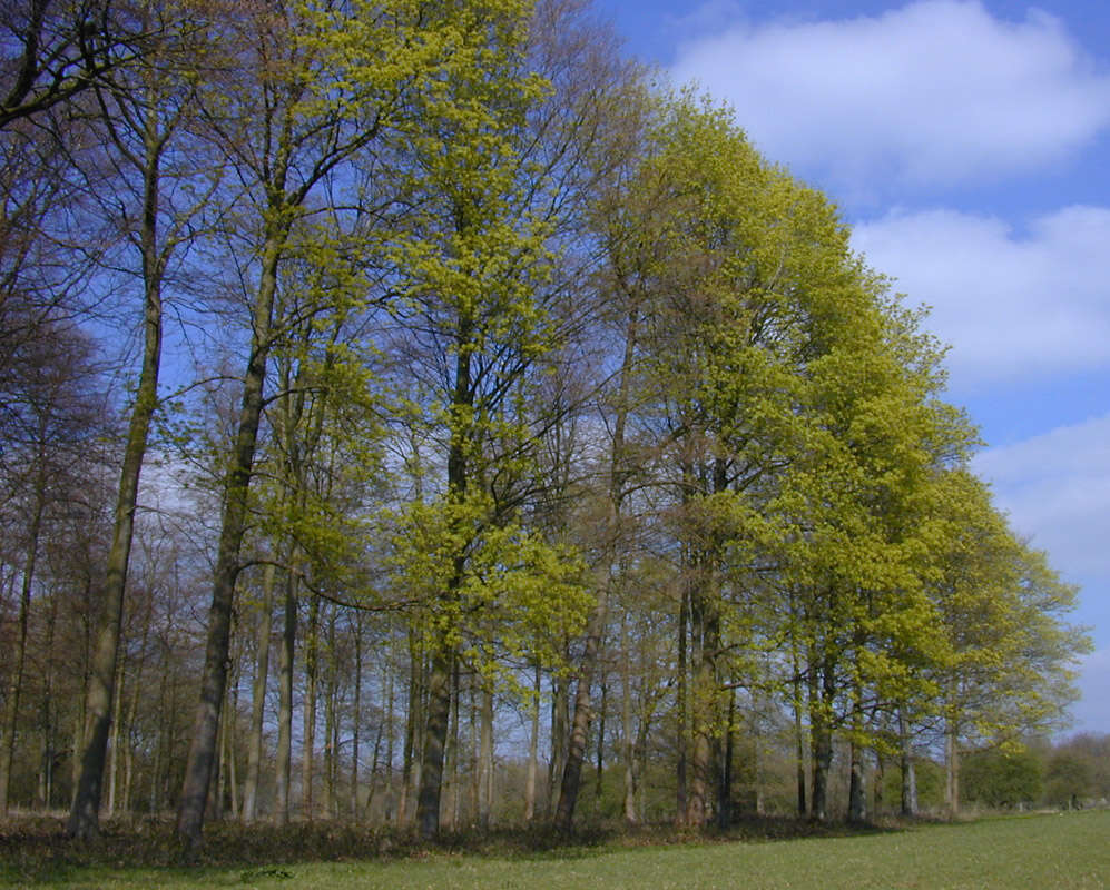 Image of Norway Maple