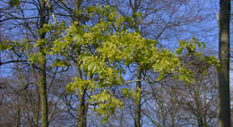 Image of Norway Maple