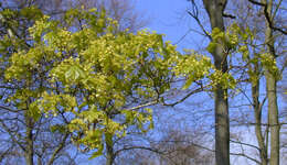 Image of Norway Maple