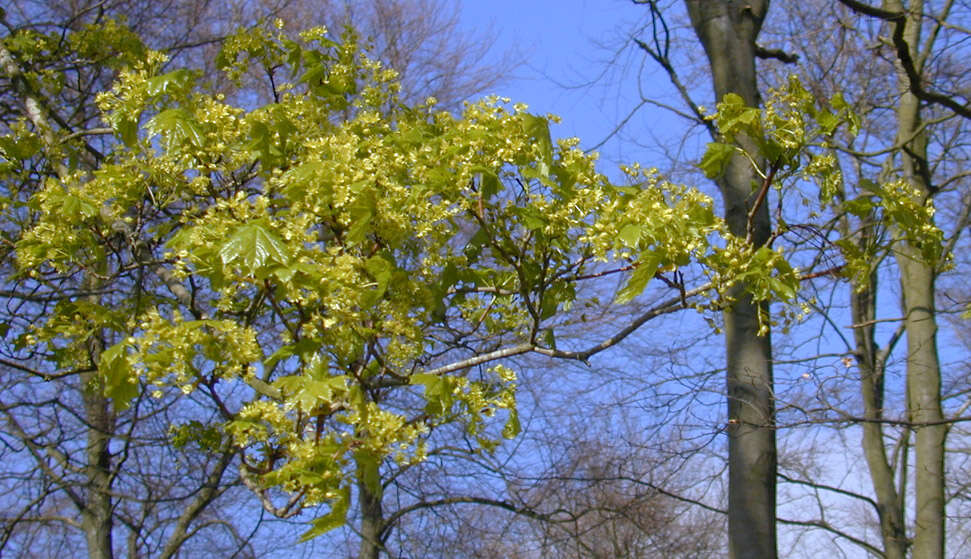 Image of Norway Maple