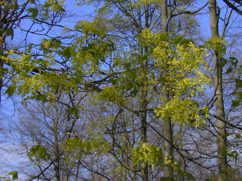 Image of Norway Maple