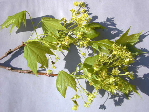 Image of Norway Maple