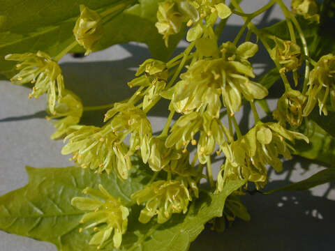 Image of Norway Maple