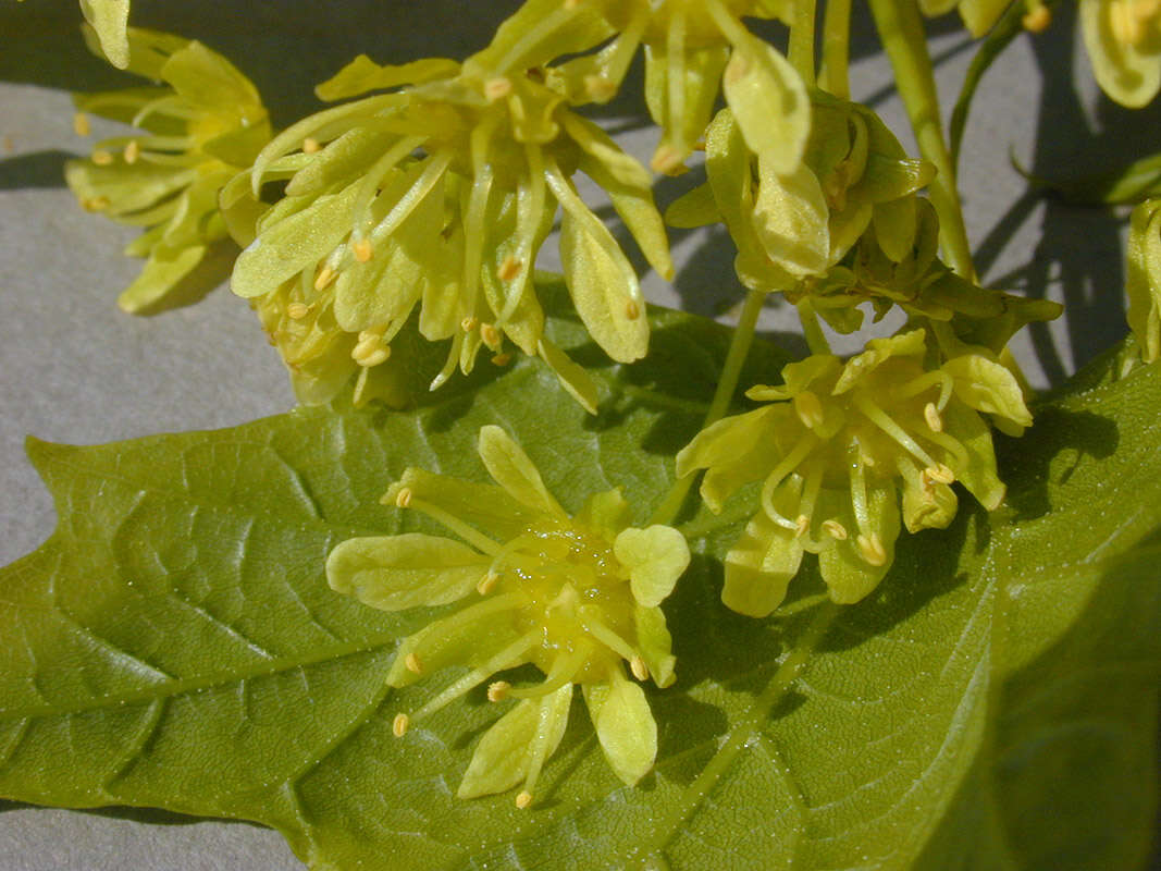 Image of Norway Maple