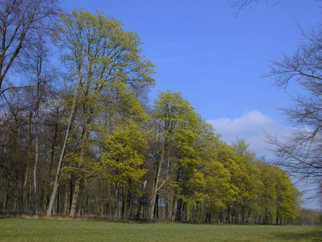 Image of Norway Maple