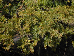 Image of <i>Taxus <i>baccata</i></i> var. baccata