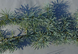 Image of Atlas Cedar