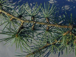 Image of Atlas Cedar