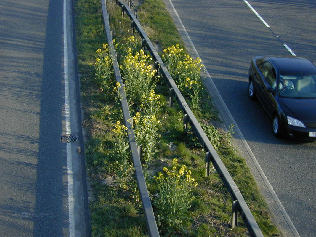 Brassica napus subsp. napus resmi