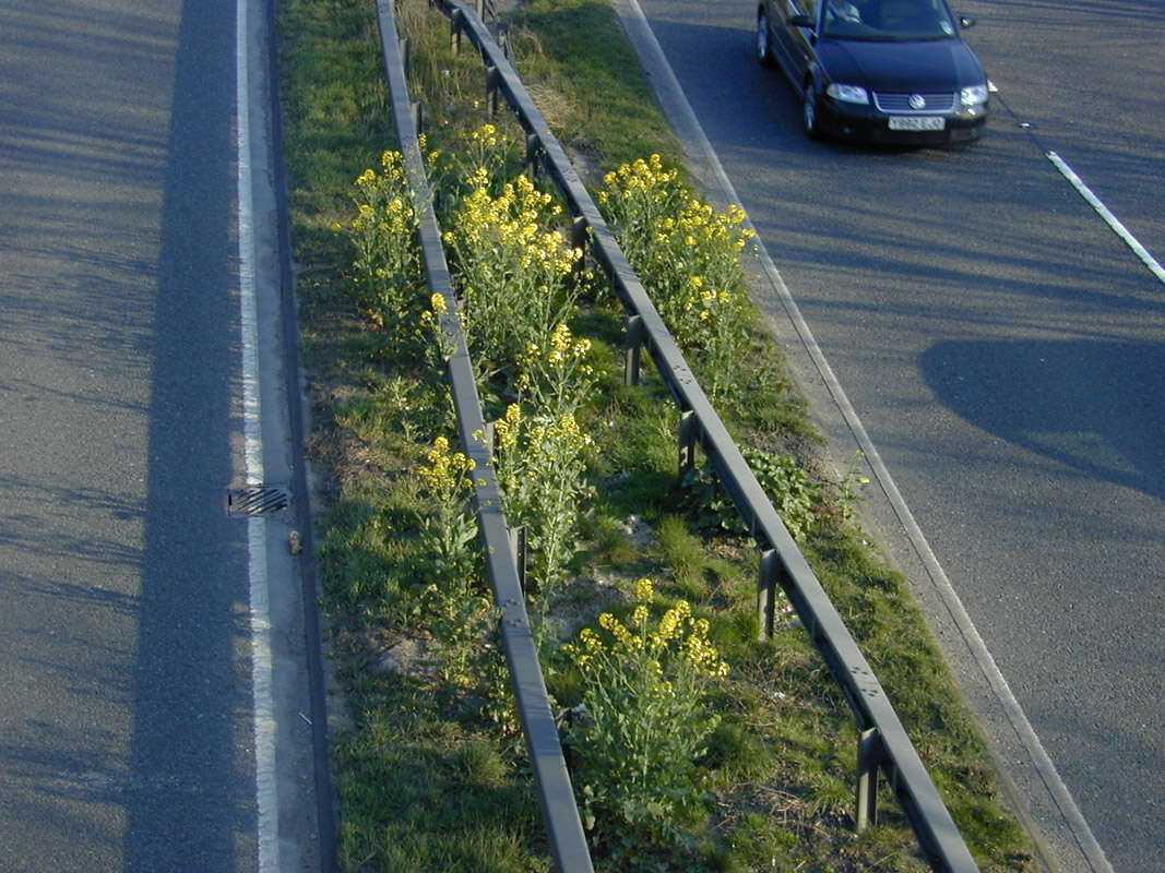 Brassica napus subsp. napus resmi