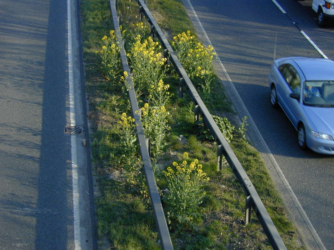 Brassica napus subsp. napus resmi