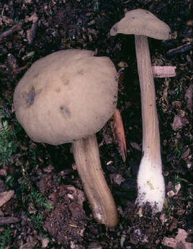 Image of Simocybe centunculus (Fr.) P. Karst. 1879