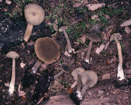 Image of Simocybe centunculus (Fr.) P. Karst. 1879