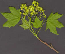 Image of Norway Maple