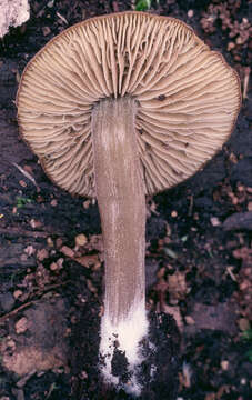 Image of Simocybe centunculus (Fr.) P. Karst. 1879