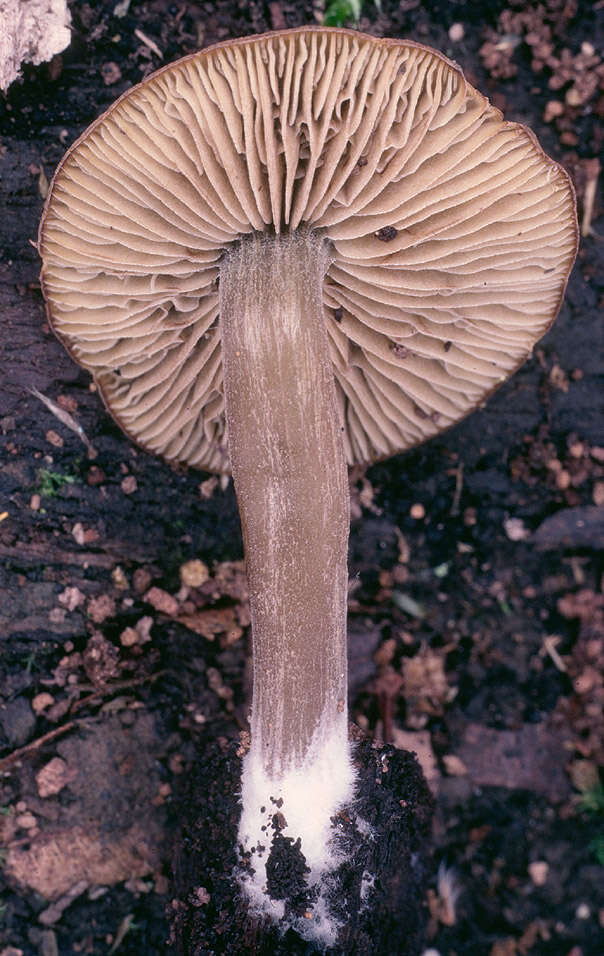 Image of Simocybe centunculus (Fr.) P. Karst. 1879