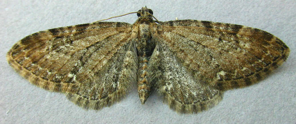 Слика од Eupithecia abbreviata Stephens 1831