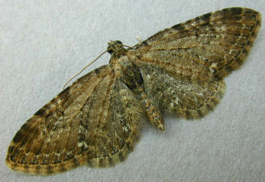 Слика од Eupithecia abbreviata Stephens 1831