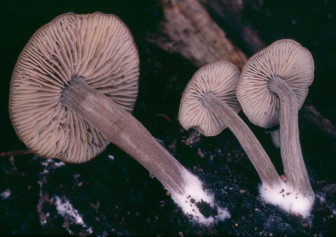 Image of Simocybe centunculus (Fr.) P. Karst. 1879