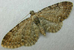 Слика од Eupithecia abbreviata Stephens 1831