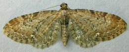 Слика од Eupithecia abbreviata Stephens 1831