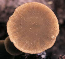 Image of Simocybe centunculus (Fr.) P. Karst. 1879