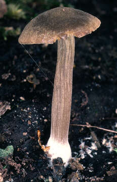 Image of Simocybe centunculus (Fr.) P. Karst. 1879