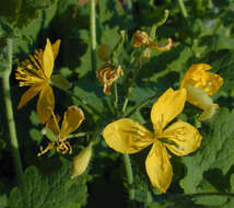 Image of celandine