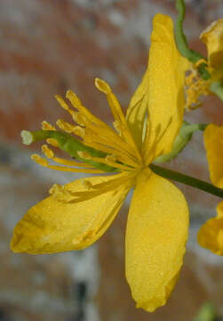 Image of celandine