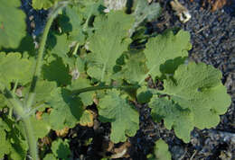 Image of celandine