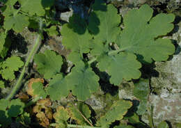 Image of celandine