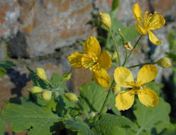 Image of celandine