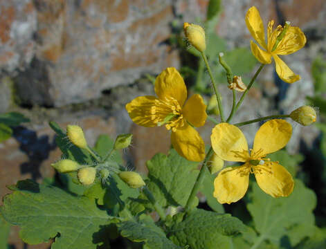 Image of celandine