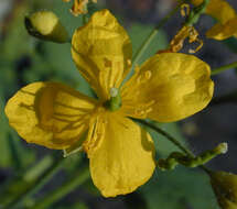 Image of celandine