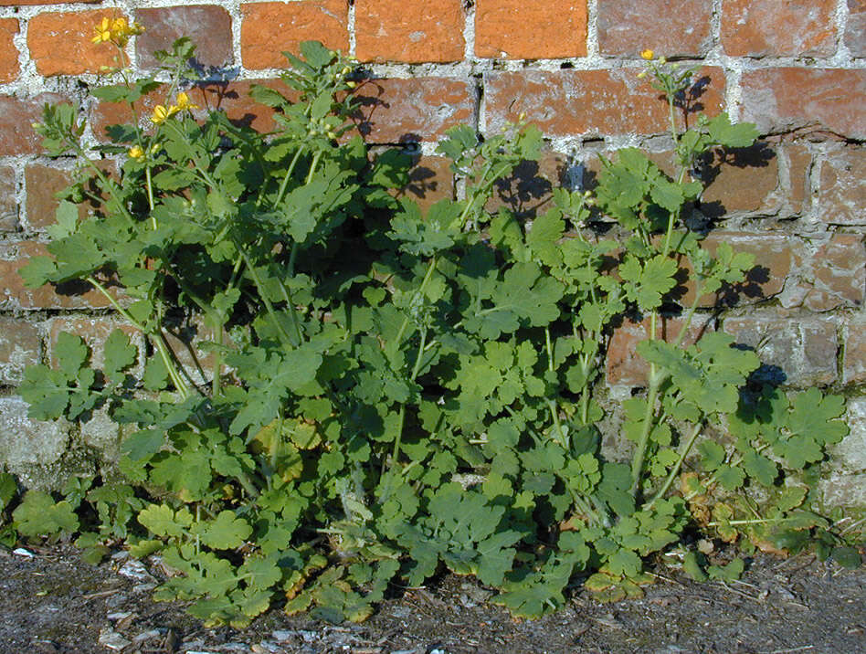 Image of celandine