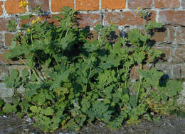 Image of celandine