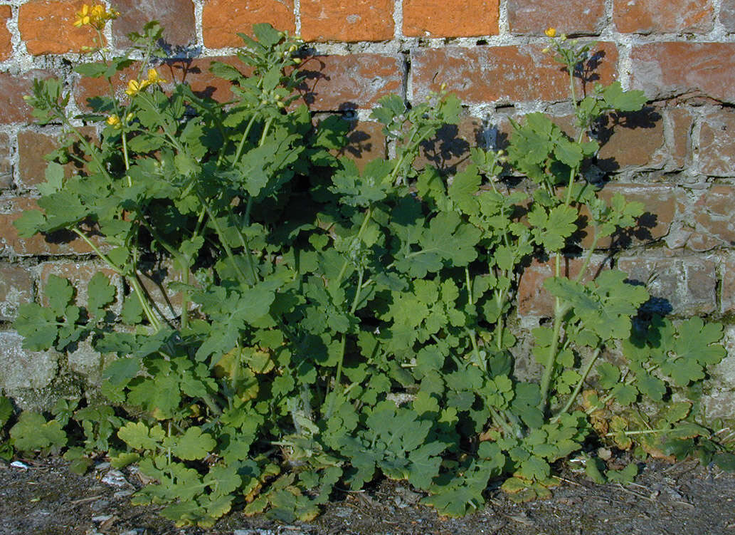 Image of celandine